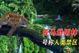 堪称探险家地狱难度副本，550万平方公里的亚马逊雨林有多可怕？视频封面