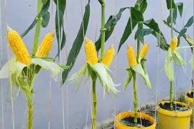 用一个花盆，把玉米棒子埋在里面，在阳台就能收获有机玉米