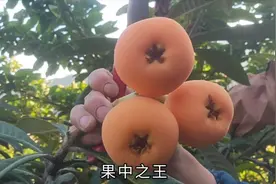 农村：枇杷熟了，全家摘了几十斤大枇杷，这个味道真的巴适视频封面