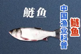 中国渔业科普系列：国民淡水鱼之鲢鱼