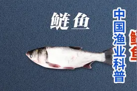 中国渔业科普系列：国民淡水鱼之鲢鱼视频封面