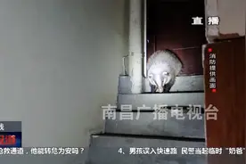 国家二级保护动物野生猪獾闯入酒店！消防员变身“饲养员”视频封面