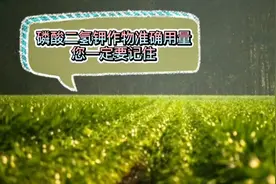 磷酸二氢钾作物准确用量，您一定要记住！视频封面