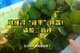 磷酸二氢钾不是万能肥！我的无花果每年只用1次，产量多了1倍！视频封面