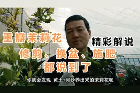 重瓣茉莉花，日常养护“精彩解说”，修剪、换盆、施肥、都说到了视频封面