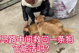在马路中间捡回来一只受伤的狗狗，脖子上有铃铛，狗主人快来认领视频封面