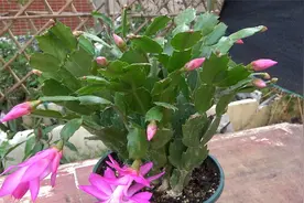 2种“水”喂蟹爪兰，花苞更多，开花更艳视频封面
