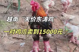 越南"大脚鸡"有多贵？一对鸡爪卖到15000元，你愿意为此买单吗？视频封面