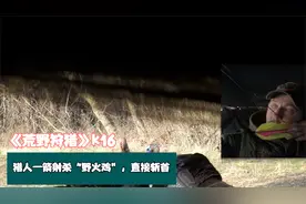 美国一地区野火鸡泛滥成灾，猎人使用弓箭狩猎“野火鸡”直接赚翻视频封面