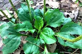 车前草常常生长在路旁，我们当地人叫它车轱辘菜，家家户户都需要视频封面