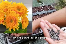泰迪熊向日葵播种技巧，喜欢花卉的我们怎么能不播种向日葵呢视频封面