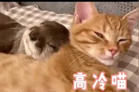 十足嘤嘤怪!宠物水獭抱着橘猫睡觉 全程卖萌还不时叫唤简直萌化了