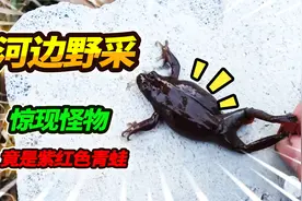 荒废臭水沟野采鲫鱼，意外收获紫红冬眠青蛙，清江鱼鱼居然泛滥了视频封面