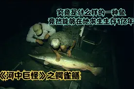 究竟是什么样的一种鱼，竟然已经在地球上生活了一亿年，还吃人视频封面