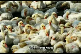 兽用双黄连口服液有哪些功效   禽用双黄连主要治什么