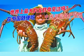 世界上最大的龙虾你见过吗？在外国随便吃，中国却是保护动物视频封面