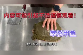 甲鱼怎样正确宰杀？大厨教你方法红烧家常做法，学会在家露一手！视频封面