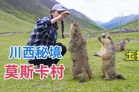 川西海拔4000米的莫斯卡村，村子附近遍地都是土拨鼠，太可爱了！视频封面