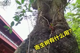 经常见人们去找大树上寄生的其他植物，说是寄生茶，有什么用？
