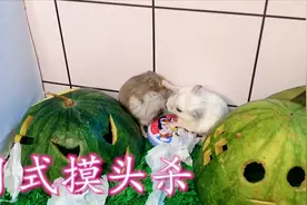 我家仓鼠是电视剧看多了吧，这招摸头杀是跟哪个主角学的？太萌了视频封面