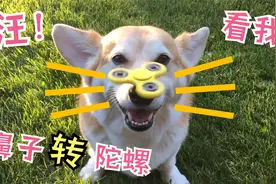 看我！柯基玩转鼻尖陀螺！柯基可爱搞笑20个瞬间！视频封面