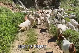 发现一只羊走路后腿无力总想跌倒，当天用药，五天后恢复正常视频封面