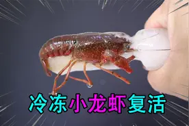 把小龙虾冷冻24小时，解冻后真的会复活吗？