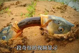 世界上4种常见动物的奇怪行为，驯鹿旋风、鱼类爱心、钓鱼的鸟视频封面