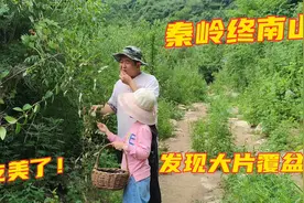 在秦岭终南山爬山寻隐，发现大片野果子，你们那里把它叫什么呢？视频封面