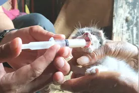 猫妈妈三天未归，出生15天的小猫饿得嗷嗷叫，愚伯用针管喂它们！视频封面