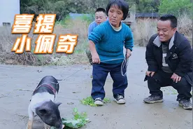 要来的小猪遭妈妈嫌弃，大家出出主意，我要怎么处置这头小可爱