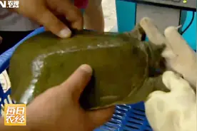 甲鱼突然张嘴咬住人的手，就是不松！没想到用了一招真管用视频封面