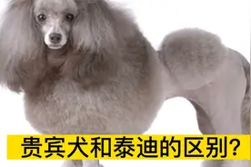 贵宾犬和泰迪犬的区别？