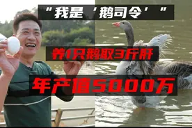 养1只鹅取3斤肝！“鹅司令”养鹅卖鹅有妙招，年产值5000万
