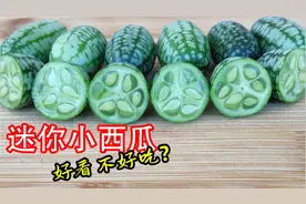 一株能结上百个，它就是老鼠瓜，也叫墨西哥酸黄瓜，种植拇指西瓜