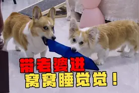 狗狗成精了，到点忘记睡觉被骂后，狗子竟然主动进窝窝盖被子睡觉视频封面