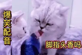 搞笑配音：看猫咪一脸不情愿的表情，脚指头应该很'香'吧......视频封面