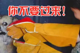为给5000只流浪狗打疫苗，小伙练就了徒手抓狗绝技！视频封面