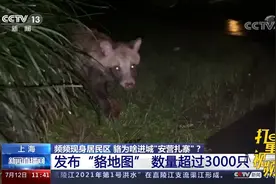 数量超过3000只！上海发布“貉地图”，松江区成貉最频繁出没地区视频封面