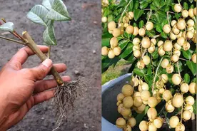 经常有朋友问龙眼树能不能扦插成活，这个分享就是最好的答案视频封面