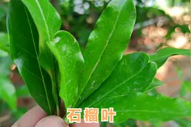 石榴叶泡水功效厉害，解决了很多人的健康问题，快来了解一下视频封面