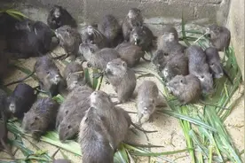 广西平南农村大叔在家养殖海狸鼠致富，发展前景如何走下去