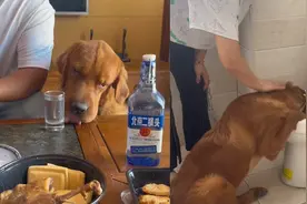 金毛趁着主人不注意偷喝白酒，看到趴着马桶上吐网友乐了：太真实视频封面