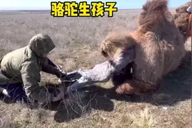 骆驼生孩子的罕见场面，原来骆驼生出得幼崽这么大视频封面