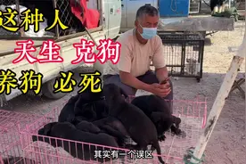 这种人天生克狗“养狗必死”，想养狗的朋友要看完，别再踩雷了视频封面