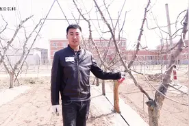 苹果园病虫害防治：专家教你如何有效防止腐烂病，简单又有效！视频封面