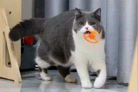 猫咪也能学会捡飞盘？大猫只追不捡，小猫几次就轻松叼回：太简单视频封面