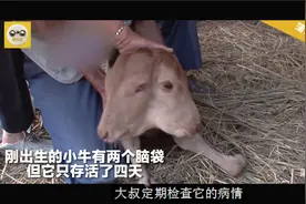 刚出生的小牛有两个脑袋，但它只存活了四天，结局令人心酸视频封面