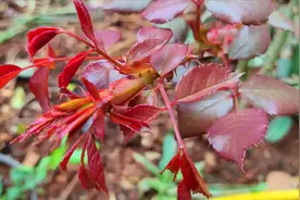 月季小苗不冒笋芽？那种错了，这样种笋芽“噌噌”冒视频封面