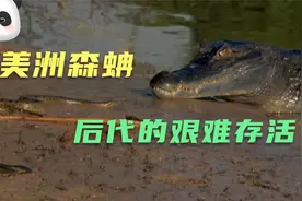 南美洲森蚺繁育后代视频封面